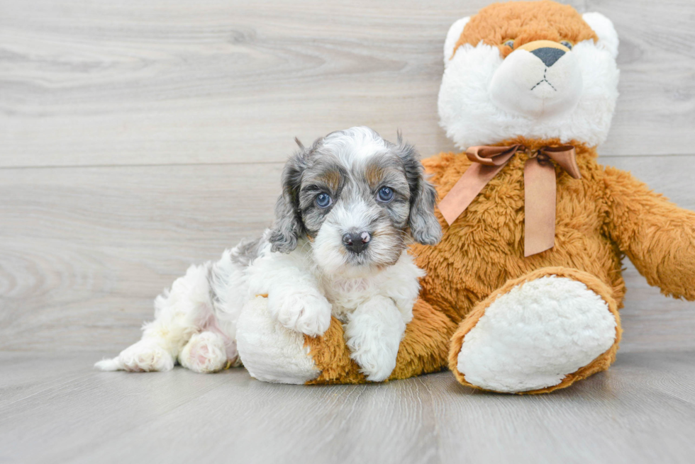 Cavapoo Pup Being Cute