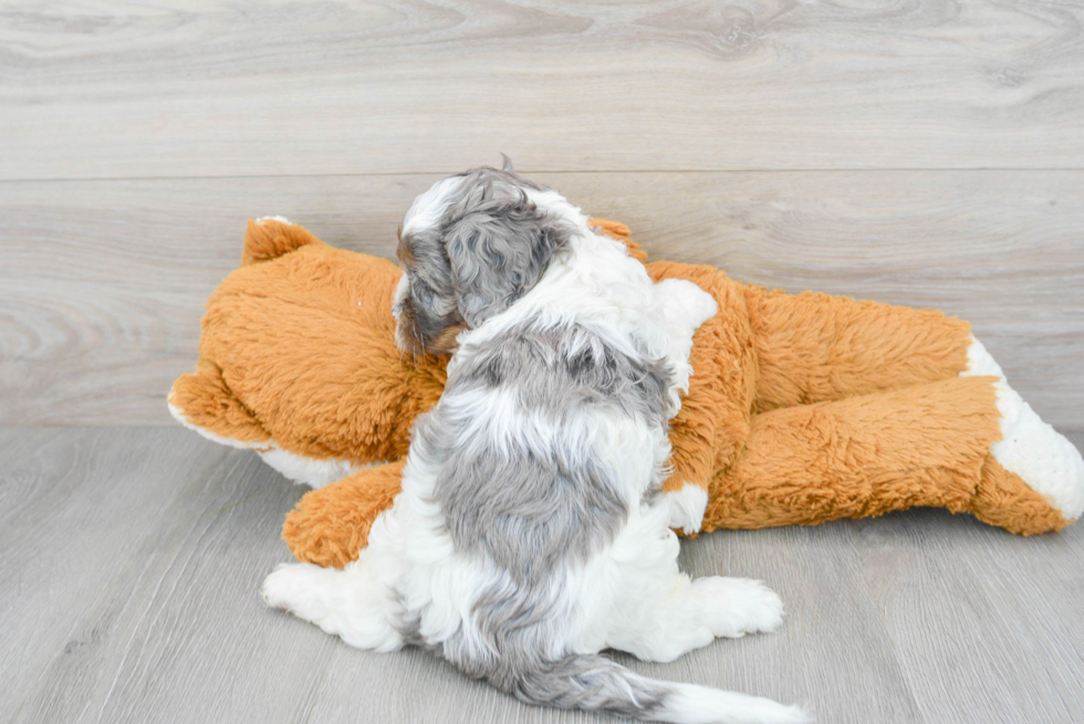 Smart Cavapoo Poodle Mix Pup