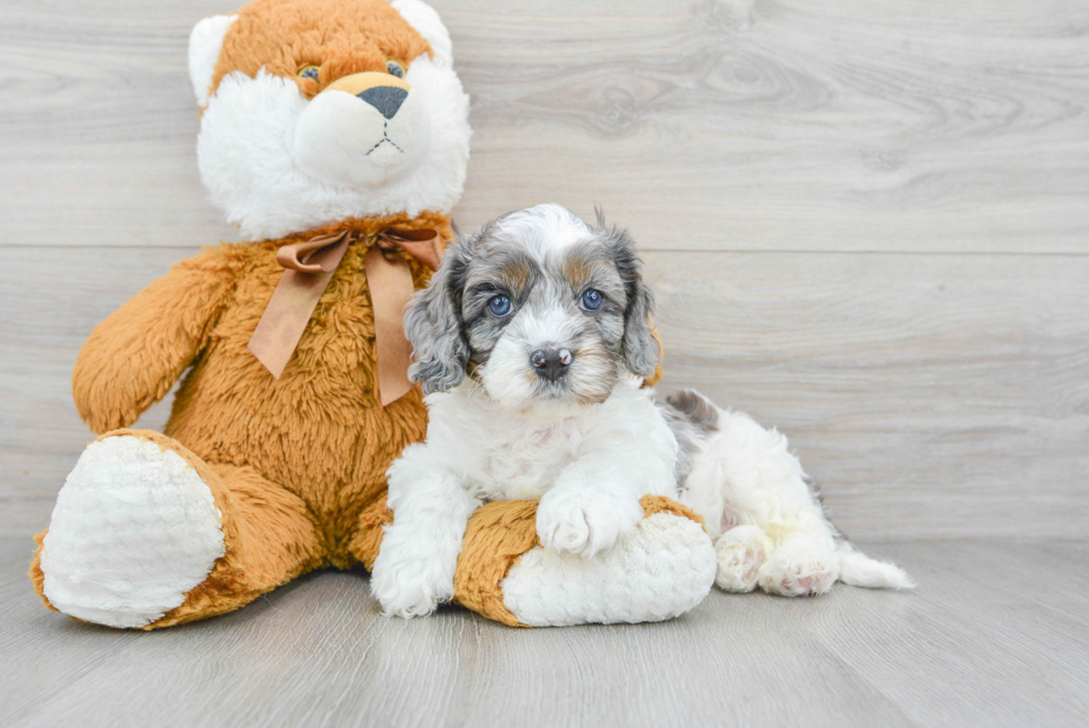Playful Cavoodle Poodle Mix Puppy