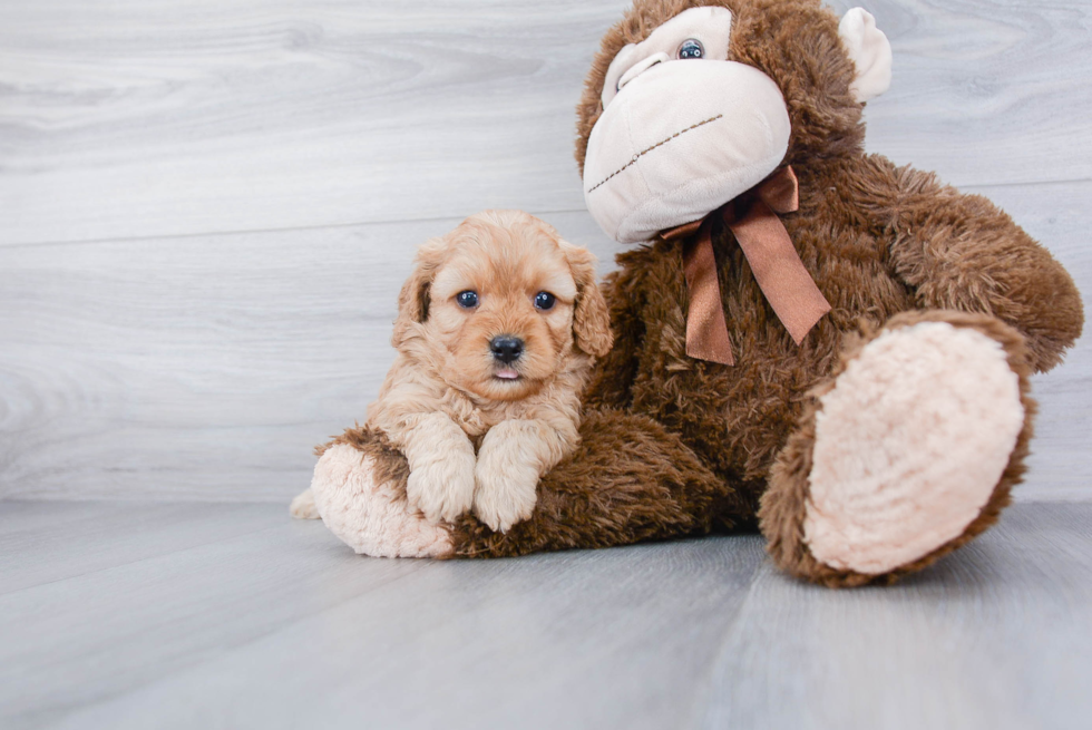 Cavapoo Puppy for Adoption