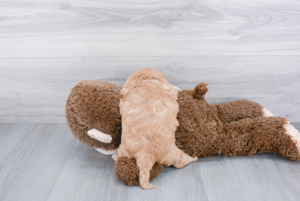 Cavapoo Pup Being Cute