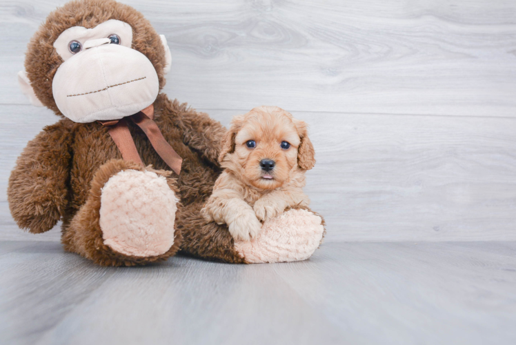 Small Cavapoo Baby