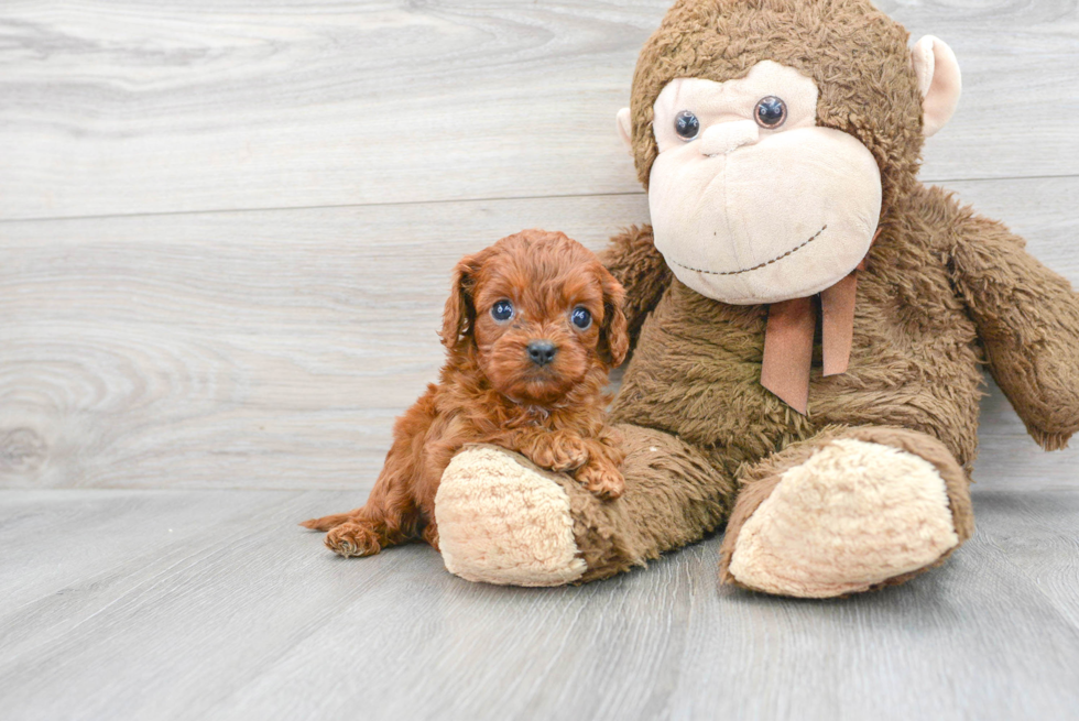 Cute Cavapoo Baby