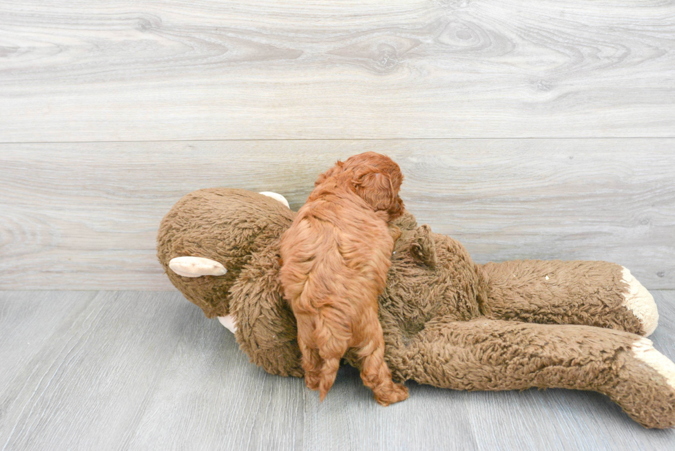 Cavapoo Pup Being Cute