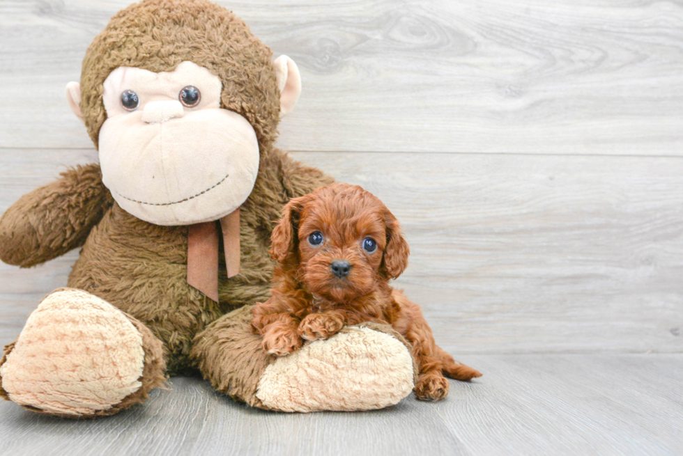 Cavapoo Pup Being Cute