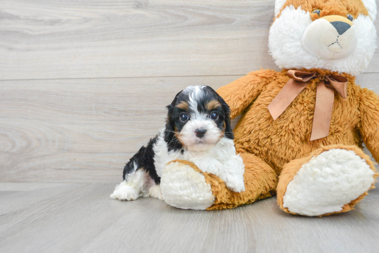 Fluffy Cavapoo Poodle Mix Pup