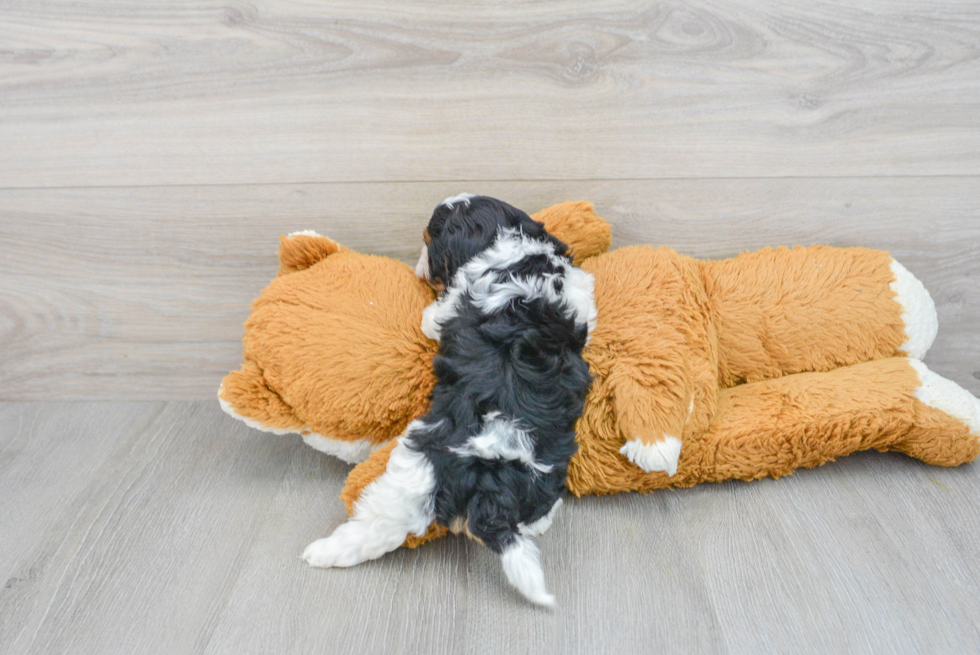 Adorable Cavoodle Poodle Mix Puppy