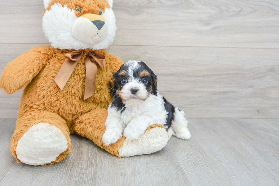 Cavapoo Puppy for Adoption