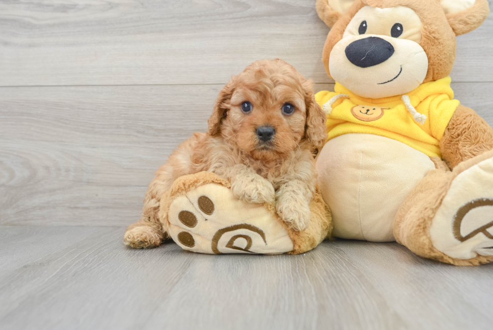 Cavapoo Puppy for Adoption