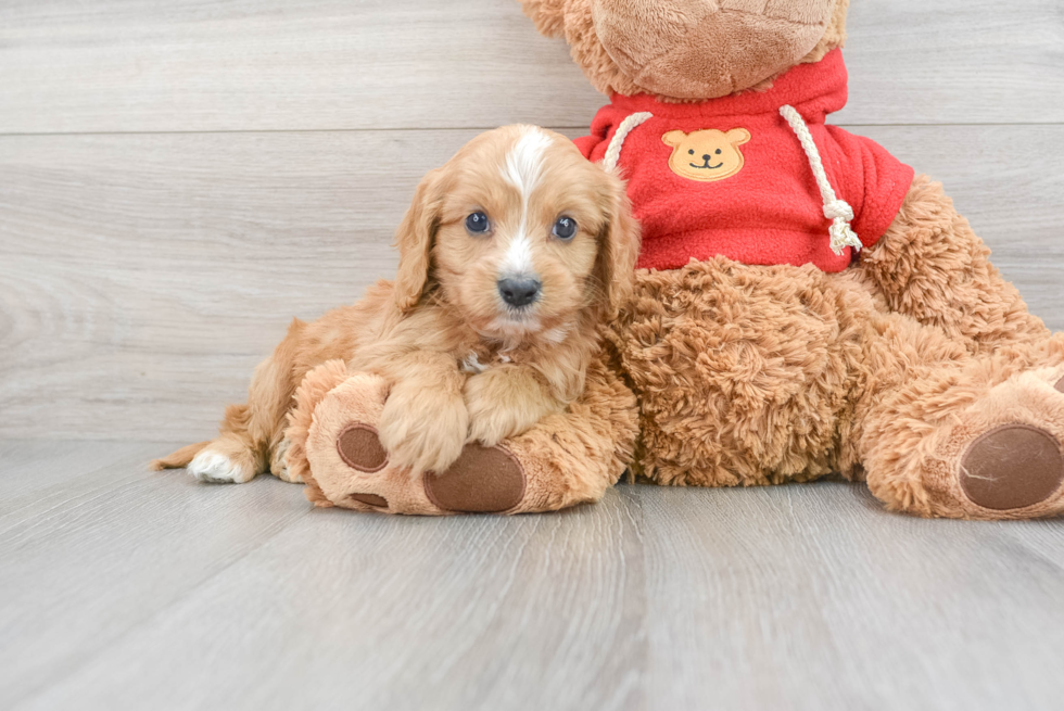 Adorable Cavoodle Poodle Mix Puppy