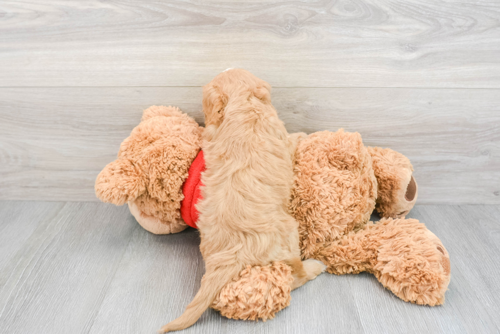 Adorable Cavoodle Poodle Mix Puppy