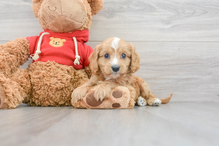 Fluffy Cavapoo Poodle Mix Pup