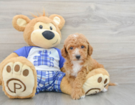 8 week old Cavapoo Puppy For Sale - Premier Pups