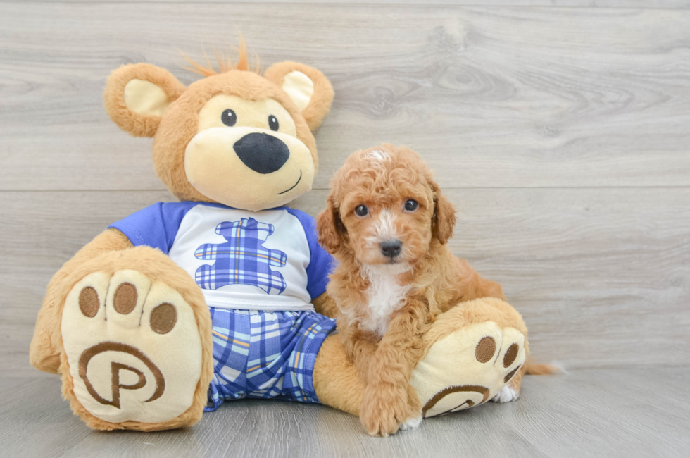 6 week old Cavapoo Puppy For Sale - Premier Pups