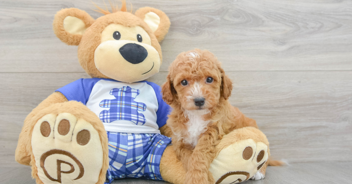 Smart Cavapoo Bosa: 4lb 2oz Doodle Puppy