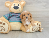 8 week old Cavapoo Puppy For Sale - Premier Pups
