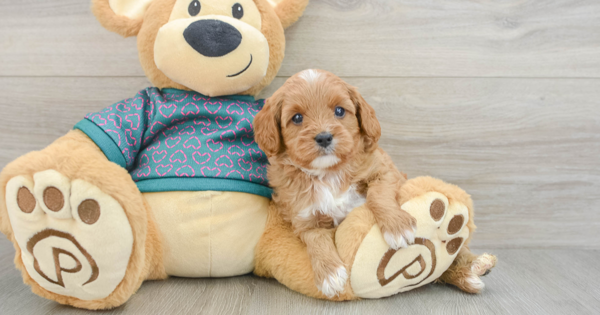 Sweet Cavapoo Bosa: 4lb 2oz Doodle Puppy