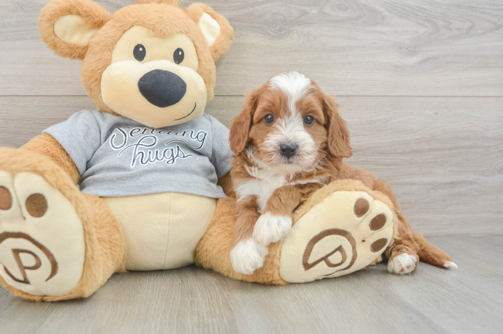 5 week old Cavapoo Puppy For Sale - Premier Pups
