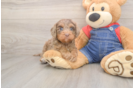 Cavapoo Pup Being Cute