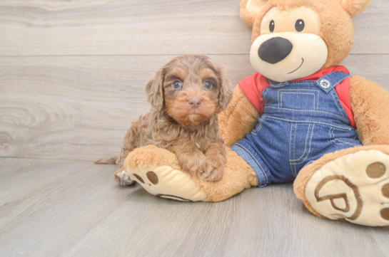 Cavapoo Pup Being Cute