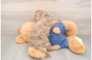 Sweet Cavapoo Baby