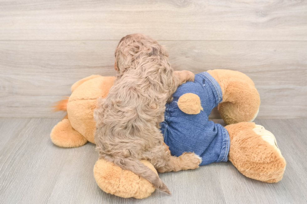 Sweet Cavapoo Baby
