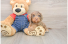 Cavapoo Pup Being Cute