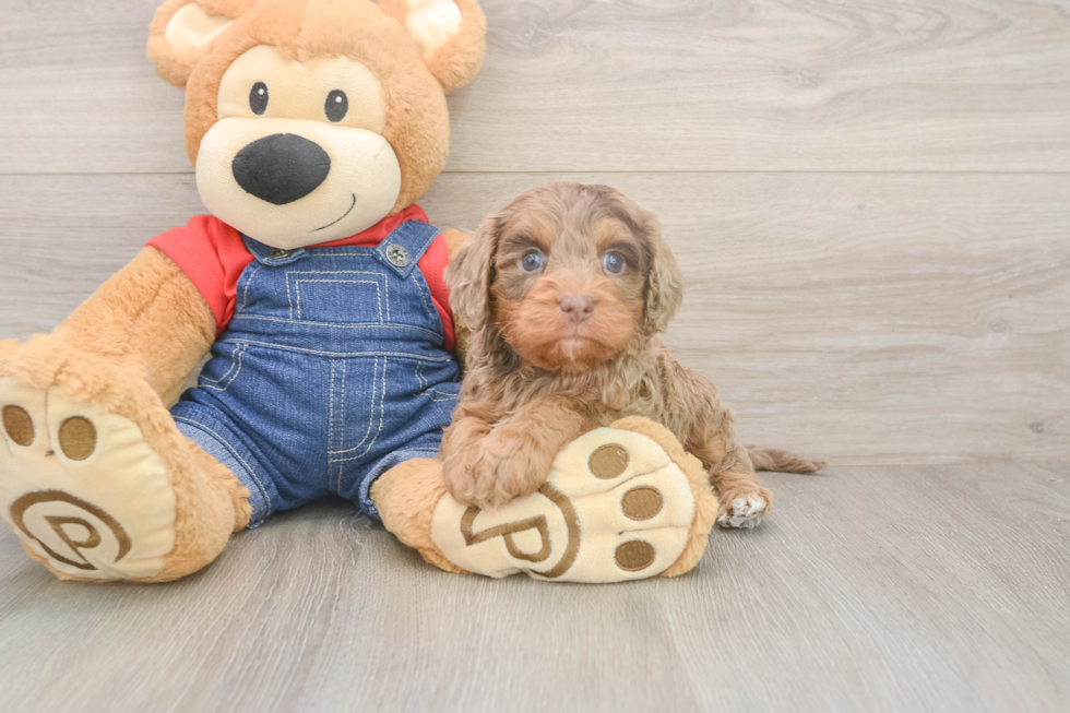 Cavapoo Pup Being Cute