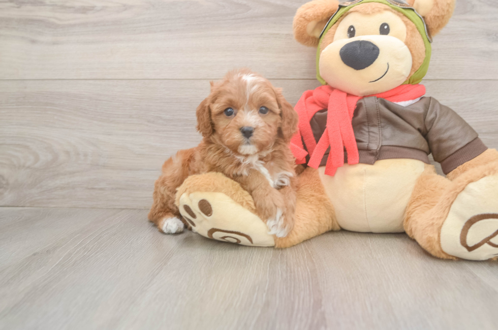 5 week old Cavapoo Puppy For Sale - Premier Pups