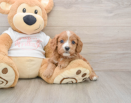 8 week old Cavapoo Puppy For Sale - Premier Pups