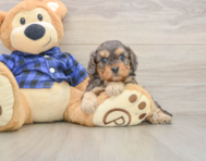 8 week old Cavapoo Puppy For Sale - Premier Pups