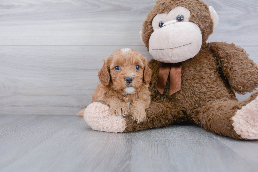 Little Cavoodle Poodle Mix Puppy