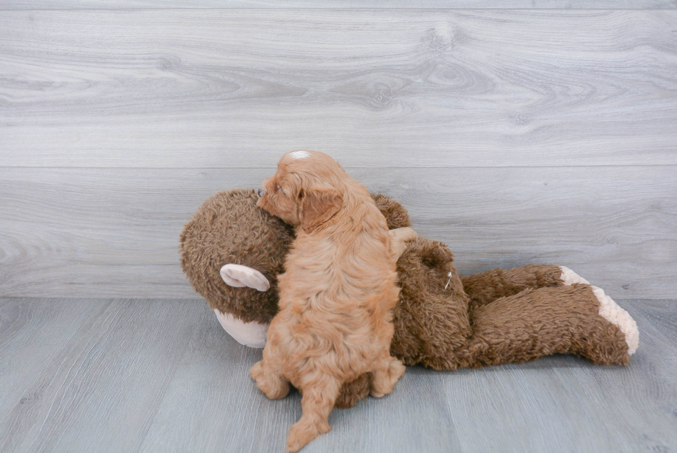 Fluffy Cavapoo Poodle Mix Pup