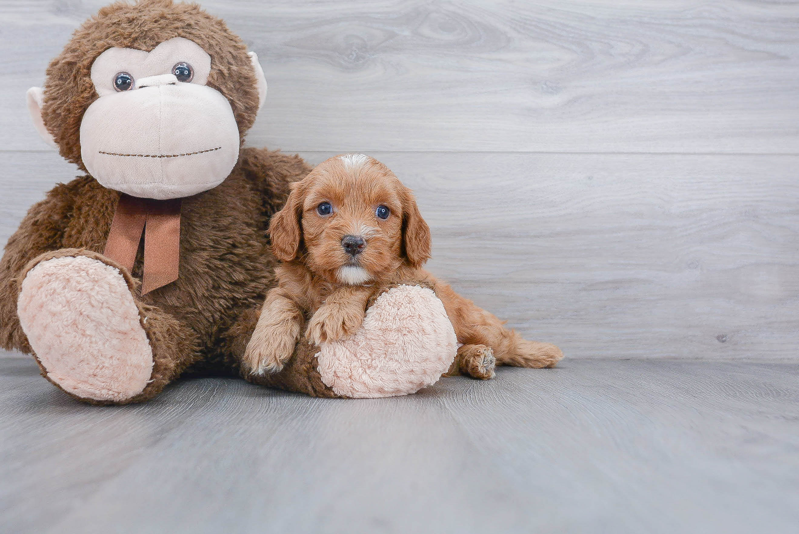 Cute Cavapoo Baby