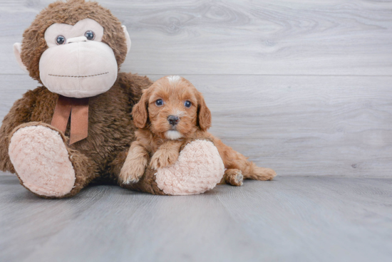 Cute Cavapoo Baby