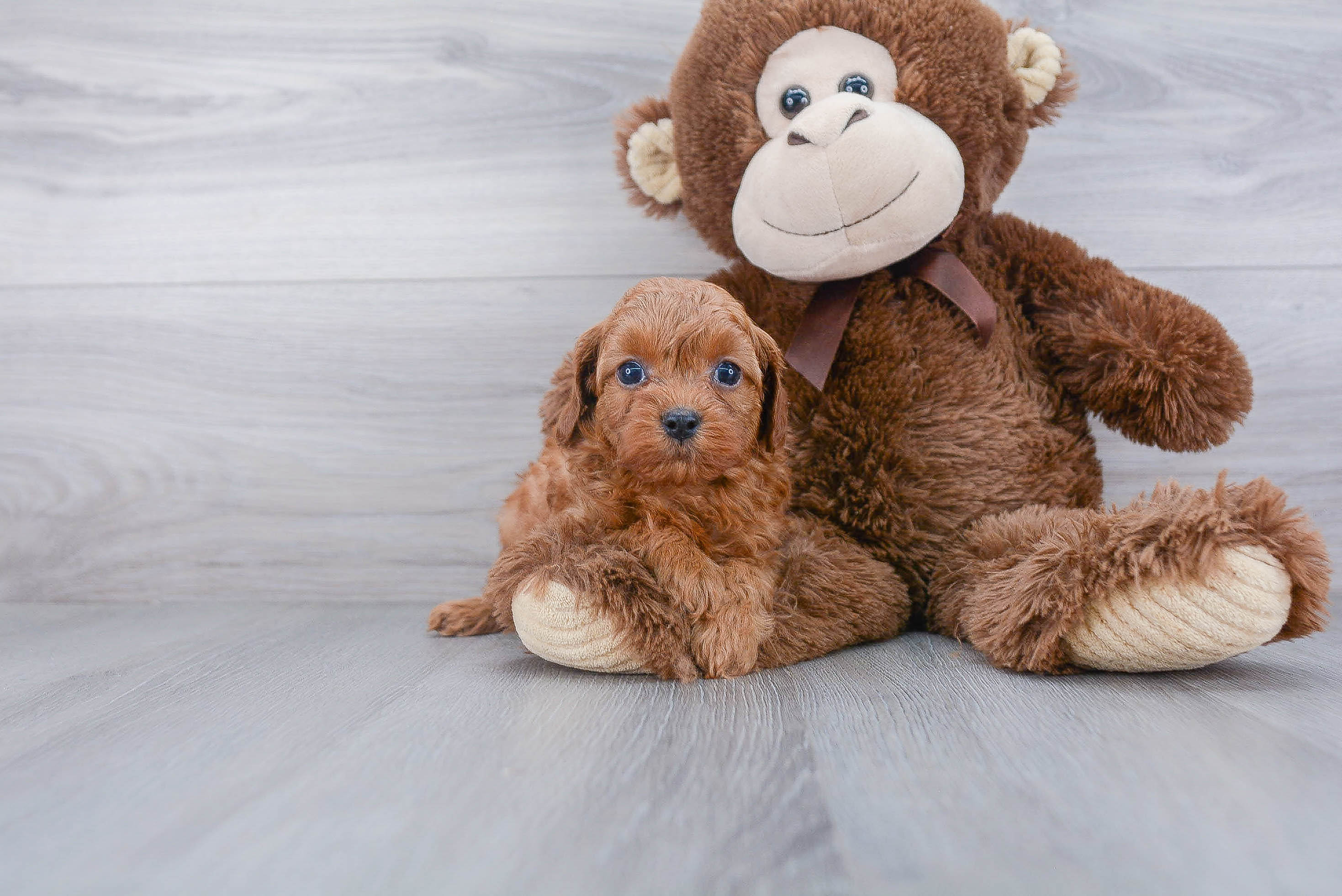Cavapoo Pup Being Cute