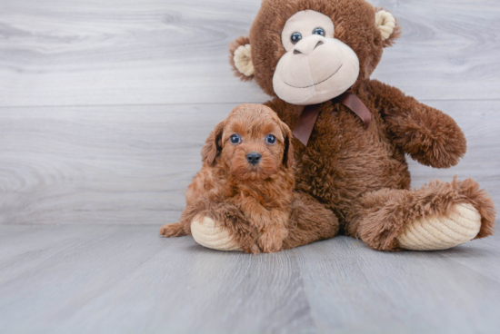 Cavapoo Pup Being Cute