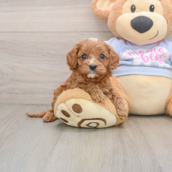 Cavapoo Pup Being Cute