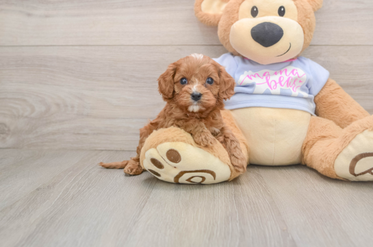 Cavapoo Pup Being Cute