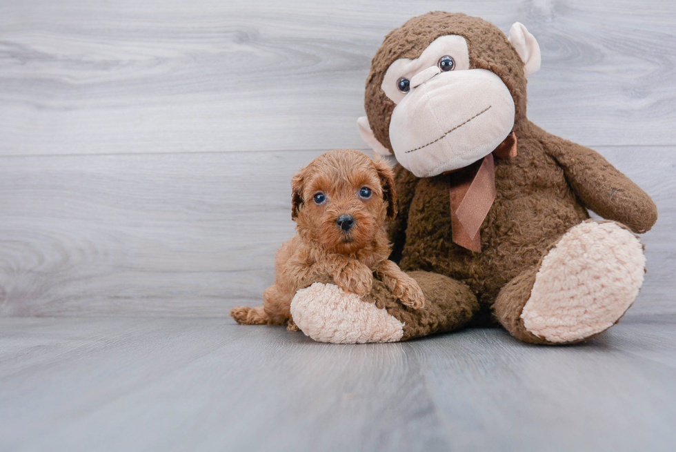 Cavapoo Pup Being Cute