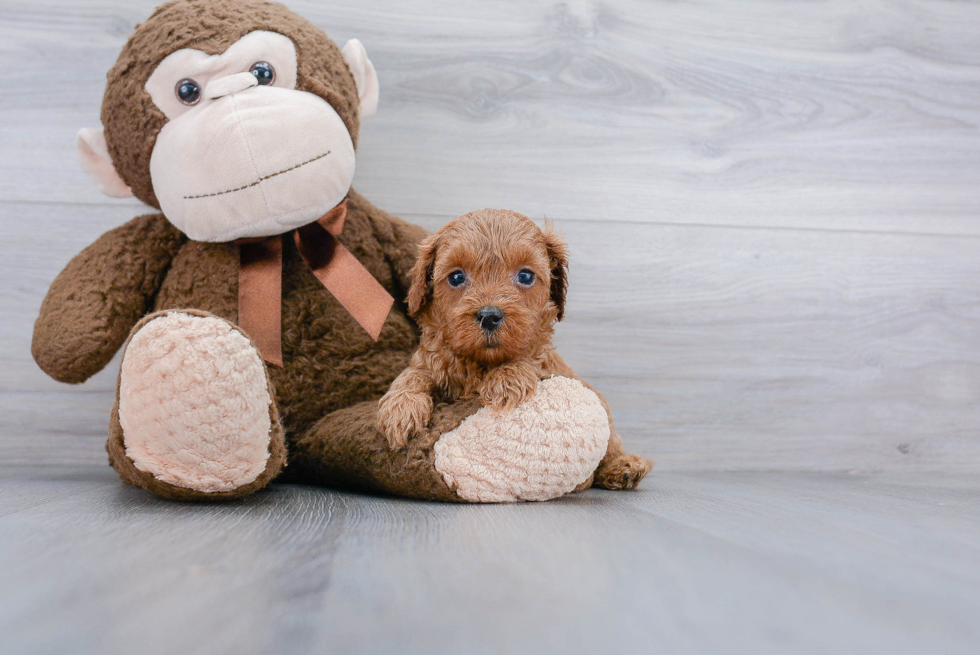 Energetic Cavoodle Poodle Mix Puppy