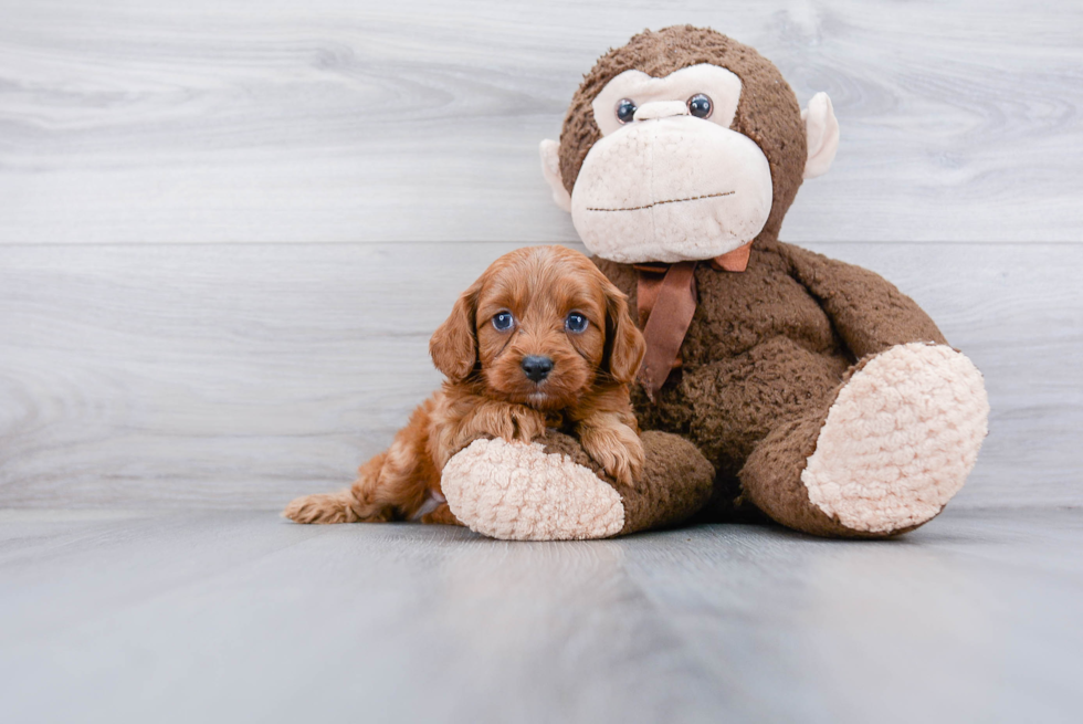 Cavapoo Pup Being Cute