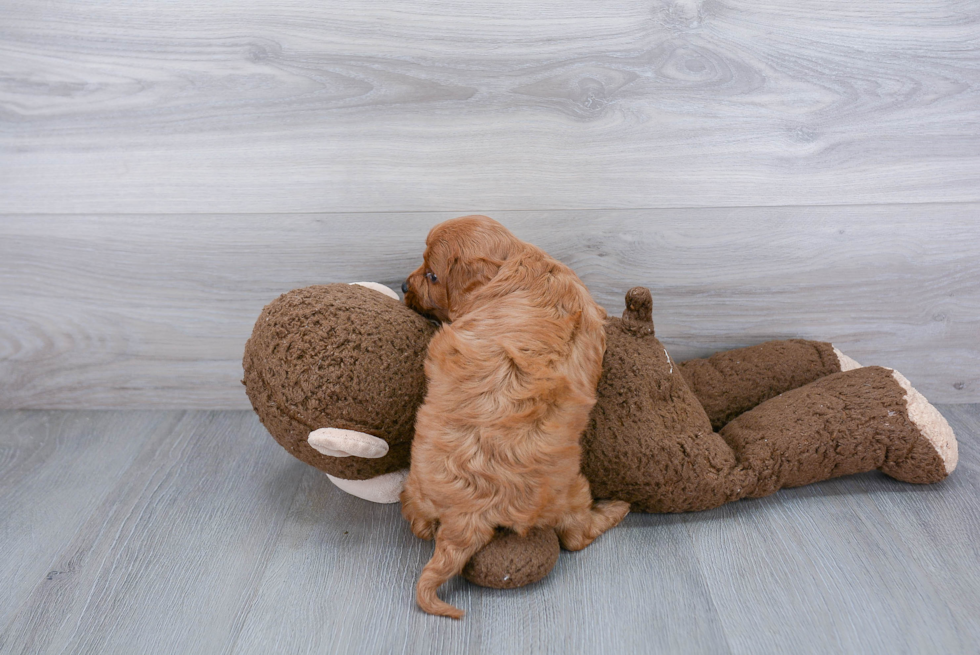 Cavapoo Puppy for Adoption