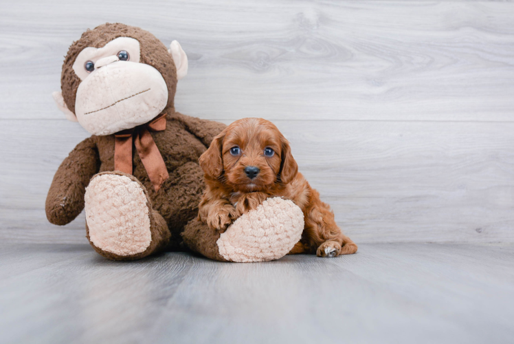 Friendly Cavapoo Baby