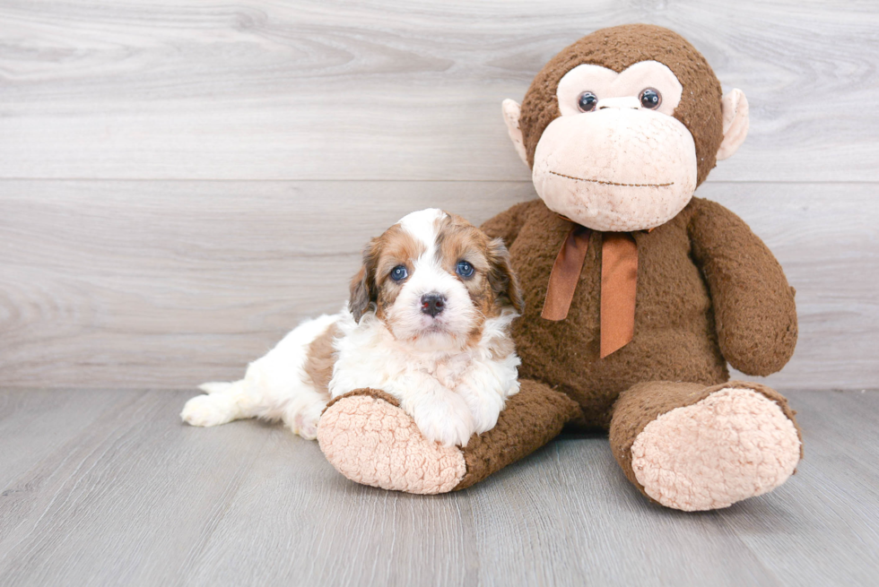 Fluffy Cavapoo Poodle Mix Pup