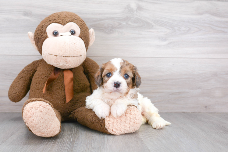 Energetic Cavoodle Poodle Mix Puppy