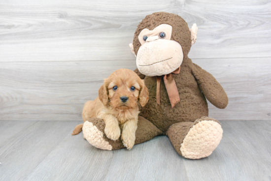 Cavapoo Pup Being Cute