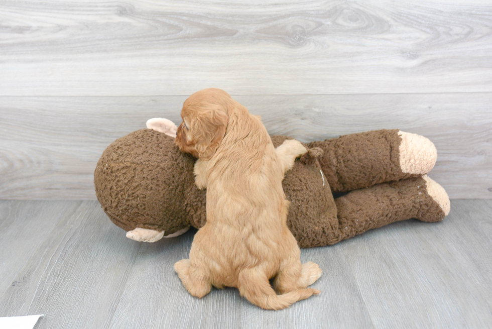 Cavapoo Puppy for Adoption