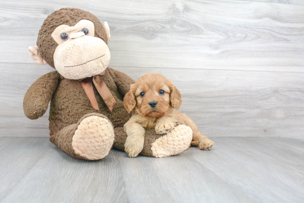 Smart Cavapoo Poodle Mix Pup