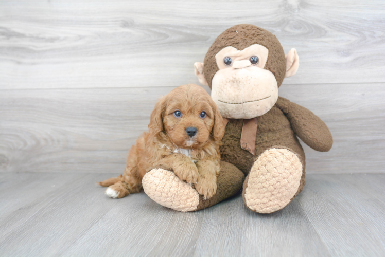 Playful Cavoodle Poodle Mix Puppy